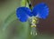 Asiatic Dayflower Mouse Ears - Commelina communis