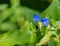 Asiatic Dayflower or Mouse Flower