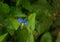 Asiatic Dayflower or Mouse Flower