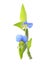 Asiatic dayflower on a white background