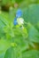 Asiatic Dayflower â€“ Commelina communis