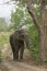 Asiatic Elephant