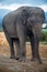 Asiatic elephant Elephas maximus