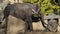 Asiatic elephant Elephas maximus eating