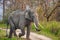 Asiatic Elephant walks through the long grass in Kaziranga National Park