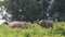 Asiatic Elephants Facing Each Other Raising their Trunks