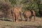 Asiatic elephants in forest clearing