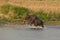 Asiatic Elephants Playing in River