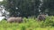 Asiatic Elephants Stand Off in Khao Yai National Park