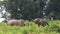 Asiatic Elephants Touching Trunks in Khao Yai National Park