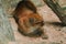 Asiatic Golden Cat lying on the floor, Temminck`s Cat lying on the floor