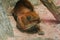 Asiatic Golden Cat lying on the floor, Temminck`s Cat lying on the floor