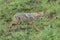 Asiatic Golden jackal on the run