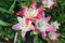 Asiatic hybrid lilium `Lollypop` red-white large flowers