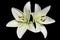 Asiatic hybrid lily `Apollo` two white flowers isolated on black