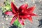 Asiatic hybrid lily `Blackout` dark-red flowers