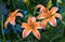 Asiatic Hybrid Lily - Lilium Electric