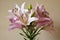 Asiatic hybrids lilium in bloom, light pink flower heads