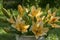 Asiatic hybrids lilium in bloom, orange and yellow color, in white bucket, in the garden, buds and flowers