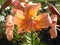 Asiatic hybrids liliy \'Valley Orange\' orange flowers and buds