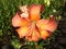 Asiatic hybrids liliy \'Valley Orange\' orange flowers and buds