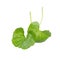 Asiatic Leaf Herb gotu kola, indian pennywort, centella asiatica, tropical herb isolated on white background. ayurveda herbal medi