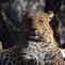 Asiatic leopards remain elusive in the parks of India and Sri Lanka