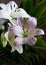 Asiatic Lilies in Pastel Pink and Off-White