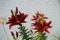Asiatic Lilium x hybridum `Black Out` bloom in June in the garden. Berlin, Germany