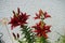 Asiatic Lilium x hybridum `Black Out` bloom in June in the garden. Berlin, Germany