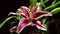 Asiatic Lily Flower Time-lapse
