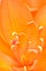 Asiatic Lily petal close up og anther, pistil, stamen,