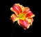 Asiatic Lily Red and Yellow Striped on Black Background