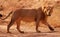 Asiatic lion