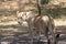 Asiatic Lion Female Walking in Shade