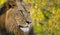 Asiatic Lion : The gaze