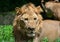 Asiatic Lion or Indian Lion  Panthera leo leo closeup front profile shot  of Male