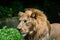 Asiatic Lion or Indian Lion  Panthera leo leo closeup side profile shot  of Male