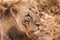 Asiatic lion male injured in teritorial fight