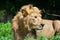 Asiatic Lion  Panthera leo leo closeup  side profile  of Male