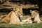 Asiatic Lion Panthera Leo Leo Family Sun basking