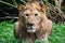 Asiatic Lion  Panthera leo leo front profile shot in Alert Mode