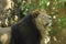 Asiatic Lion ( Panthera leo persica )