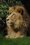 Asiatic Lion ( Panthera leo persica )