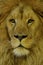 Asiatic Lion ( Panthera leo persica )