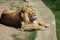 Asiatic Lion - Panthera leo persica