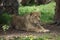 Asiatic Lion - Panthera leo persica