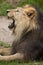 Asiatic lion (Panthera leo persica).