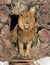 Asiatic lion Panthera leo persica sitting in cave