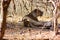 Asiatic Lion resting in the shade, Gir National Park, Gujarat, India